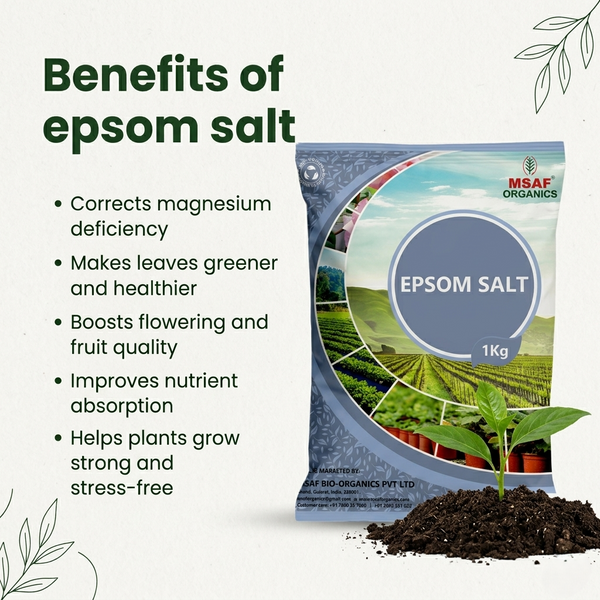 epsom salts benefits for plants EPSOM SALT – Msaf Garden