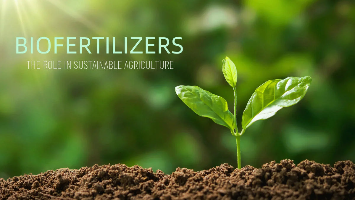 Benefits of Using Bio-Fertilizers in Organic Farming