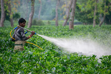 Why Indian Farmers Are Switching to Bio-Pesticides
