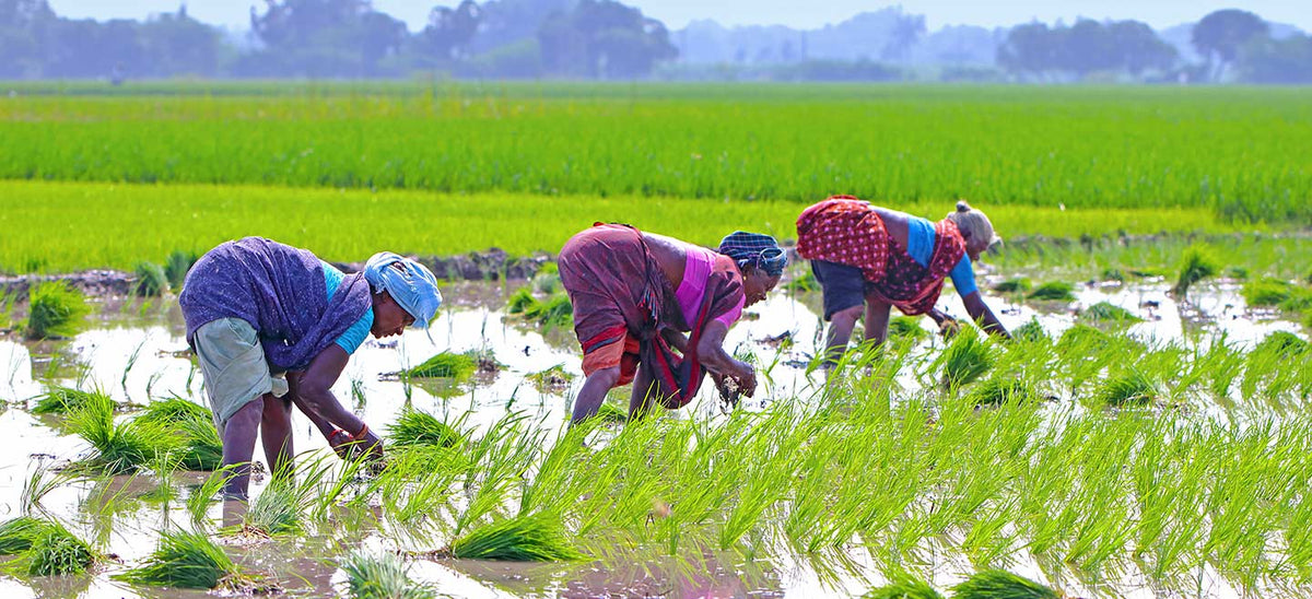 Importance of Sustainable Agriculture in India