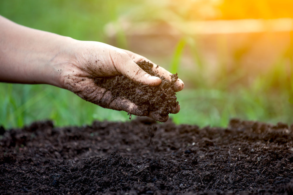 Tips to Improve Soil Health Naturally