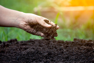 Tips to Improve Soil Health Naturally