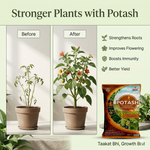 POTASH