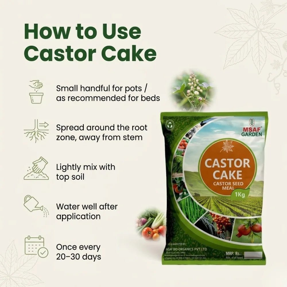 CASTER CAKE - Msaf Garden