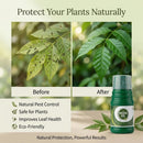 NEEM OIL