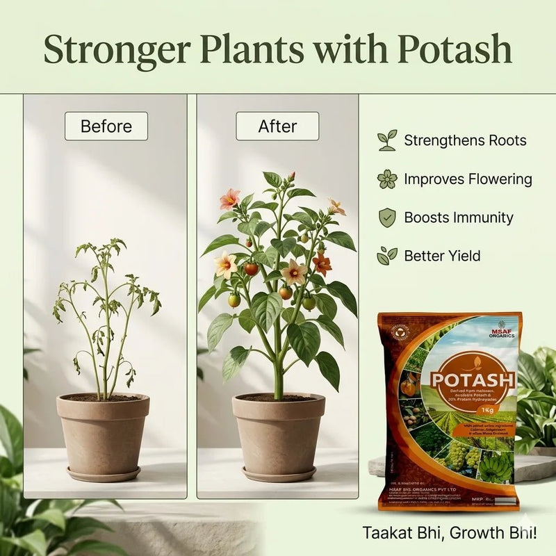 POTASH