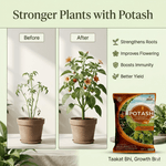POTASH - Msaf Garden