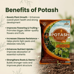 POTASH - Msaf Garden